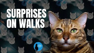 Surprises on Walks #cat #adventurecat by Your Purrfect Cat 93 views 2 months ago 11 minutes, 26 seconds