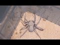 Sicarius terrosus - Una araña de uno de los géneros más venenosos del planeta ☠