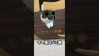 🐈息子猫に自己紹介させてみたw #shorts