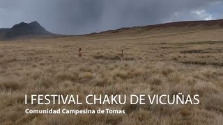 I Festival Chaku de vicuñas en la Comunidad Campesina de Tomas