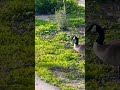 Canadian Geese | Branta canadensis #canadiangoose #birds #migrationbirds