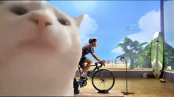 Cat vibing to Zwift Menu Music Theme