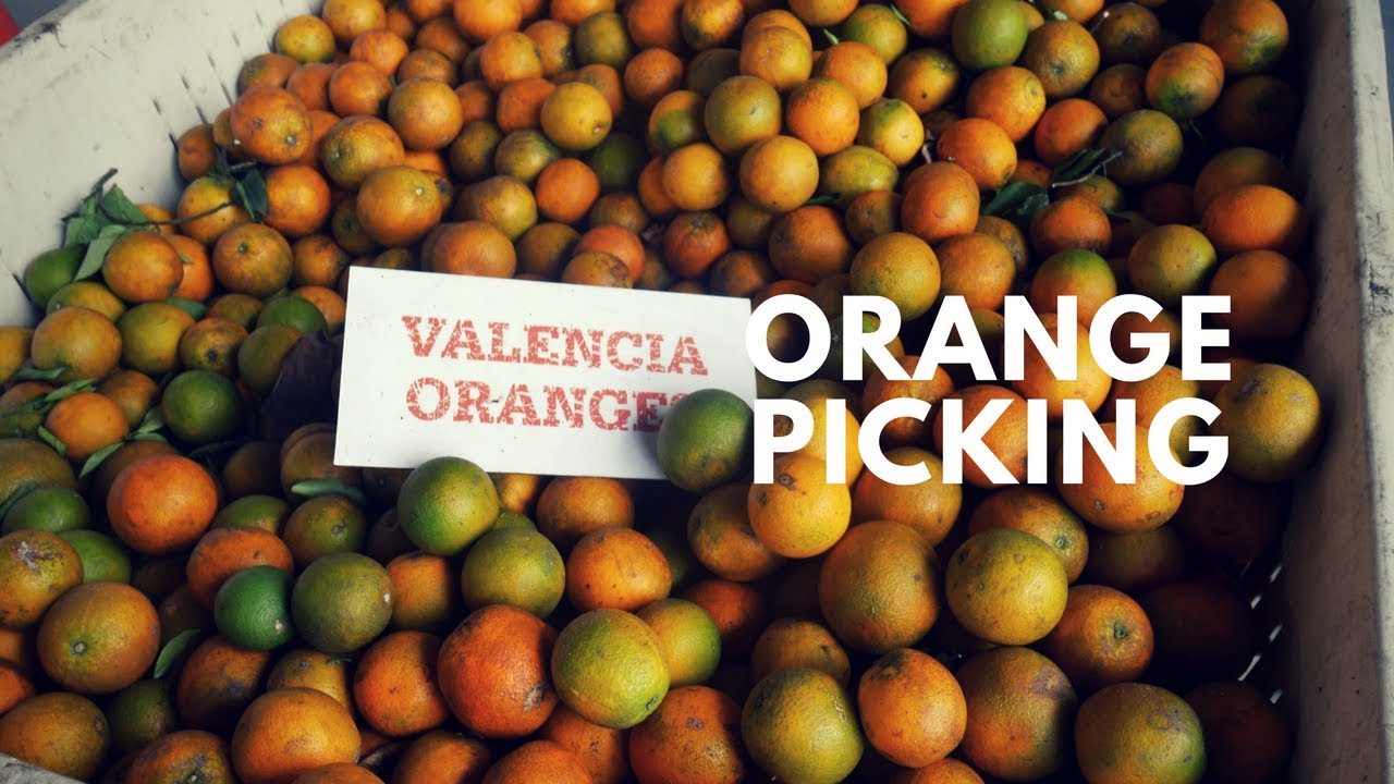 ORANGE PICKING IN ORLANDO YouTube