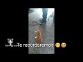 El lamentable caso de 🐱 Emma