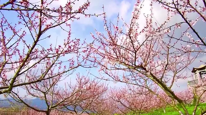A pink sea of peach blossoms attracts tourists to eastern China - DayDayNews