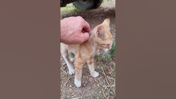 The cat distribution system❤️❤️#cat#catvideos #funny#fyp