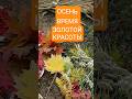 #краснаякреветка  #природа  #красота #музыка  #осень  #рябина #листья #шортс2025 #подпишисьнаканал