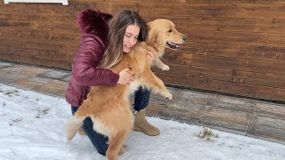 Golden Retriever Reunites With Family After A Month Apart by Leo Fucarev 267,900 views 2 months ago 1 minute, 32 seconds