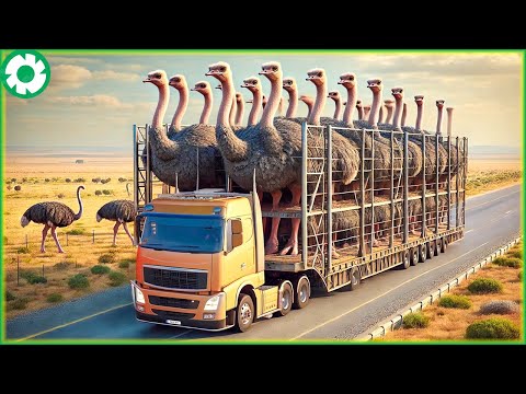 Transporting Giant Ostriches This Way - Ostrich Farming and Processing | AgricultureTechnology
