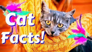 Discover 31 AMAZING Cat Facts! - Cat Facts! by Body Shyte 714 views 3 years ago 5 minutes, 18 seconds