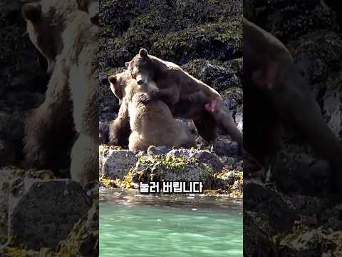상처 입은 곰, 결국 밀어붙였습니다