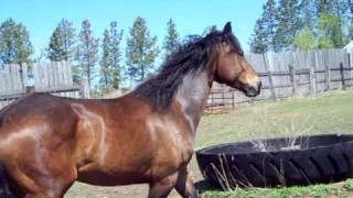 Beautiful Horse with Movement