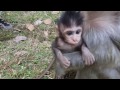 Life of monkeys Ep68, life of baby monkey with mom, baby monkey jumping,...