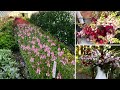 Growing beautiful snapdragons  woodland foraging  planting tulips in a raised bed  vlog