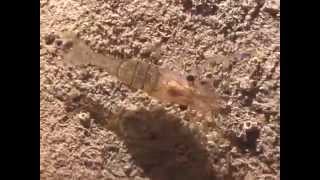 © Самая крупная креветка Чёрного моря (Palaemon serratus) - 01 // Black Sea fauna. Shrimp
