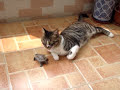 my cat and turtle