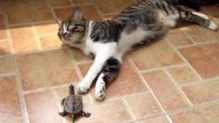 My Cat And Turtle