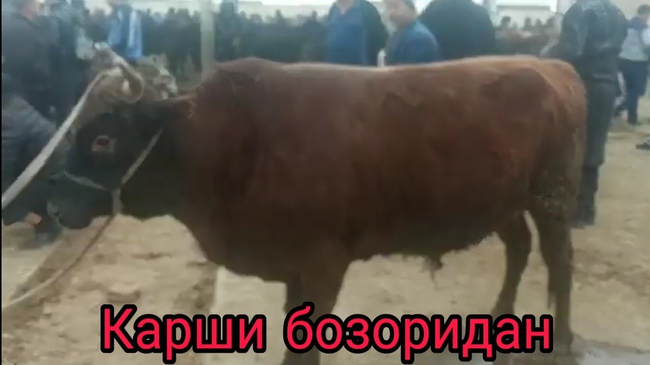 Гемаройга карши маз