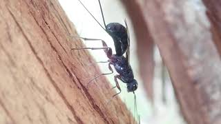 Long-Tailed Wasp Megalyra Fasciipennis Oviposition Second Oviposition