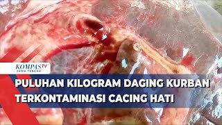 Puluhan Kilogram Daging Kurban Terkontaminasi Cacing Hati