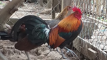 ลูกผะสมF1: qaib txuamF1 qua zoo kawg kiag li 2022.