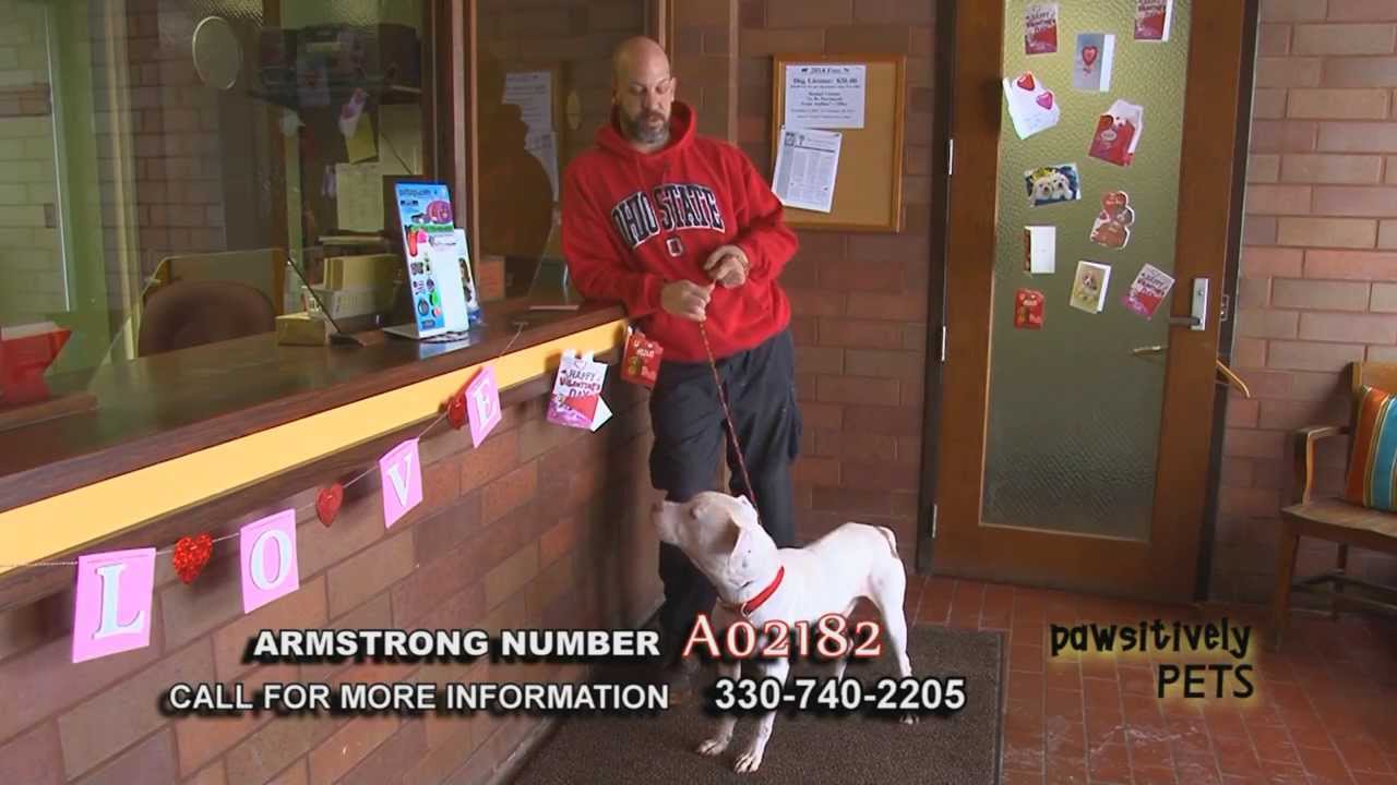 Armstrong Local Programming Boardman Pawsitively Pets March 2014