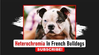 Heterochromia In French Bulldogs | Frenchies Hub