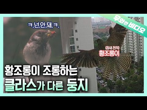 마룻바닥 밑에 찾아온 손님들, 참새 가족 이야기┃<strong>Sparrow</strong> Family Living Under the Living Room Floor