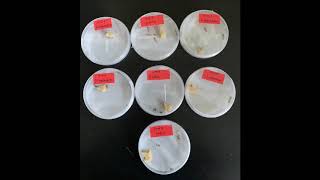 곤충병원성 선충의 살충 시험 Infestation of entomopathogenic nematodes  into fall armyworm (by Rajendra Archarya)