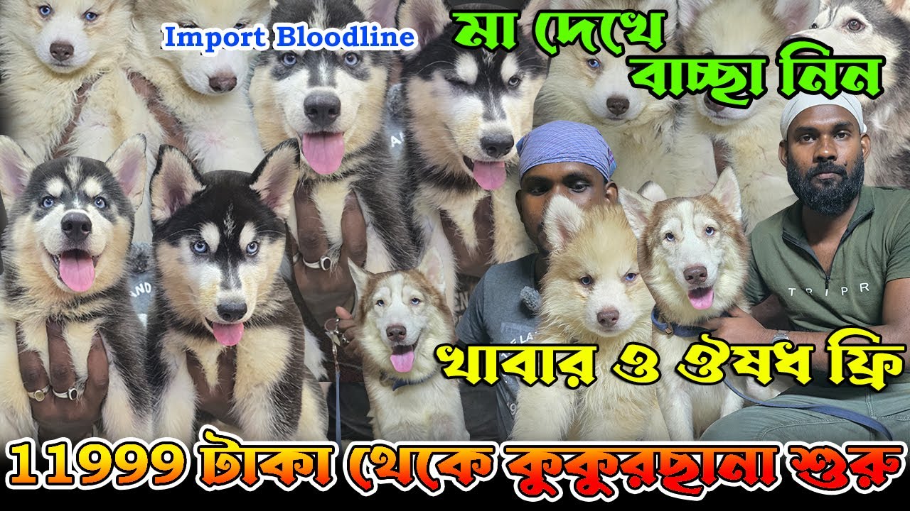 Biggest Siberian Husky Kennel in West Bengal । Import Quality Kci Registered । Dog Market in Kolkata