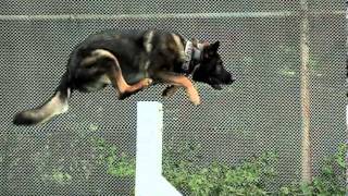 Monmouth County Sheriff's Office - K-9 Unit