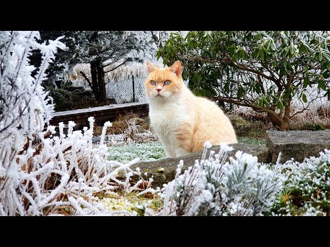 Odin the Cat explores the Ice Garden