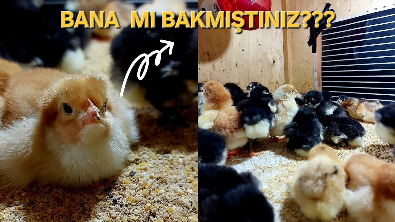 SPECKLED SUSSEX CİVCİVLER SONUNDA ÇIKTI!- YENİ BİR ÇIKIM-! HARİKA ORAN!