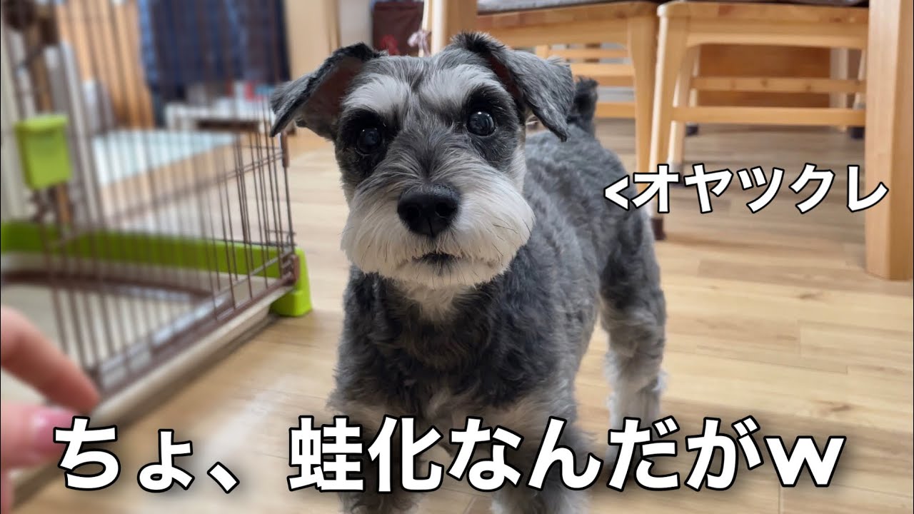 リヤドロ シュナウザー 犬 週末限定お値下げしました꙳☆*゜ - 置物