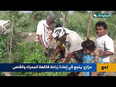الجمرك و الفنص... فاكهة شتلاتها من الهند نجح مزارع بزراعتها في لحج