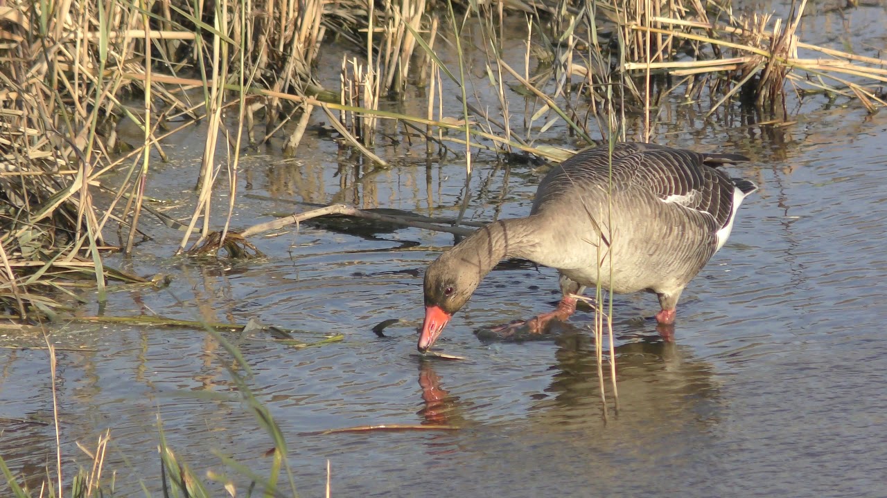 airshow schedule upload Greylag Goose not Pink footed goose Titchwell Norfolk 14nov18 143p