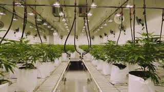 Treehouse Distribution AUS Grow Room Fly Through