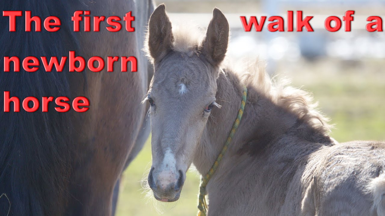 The first walk of a newborn horse