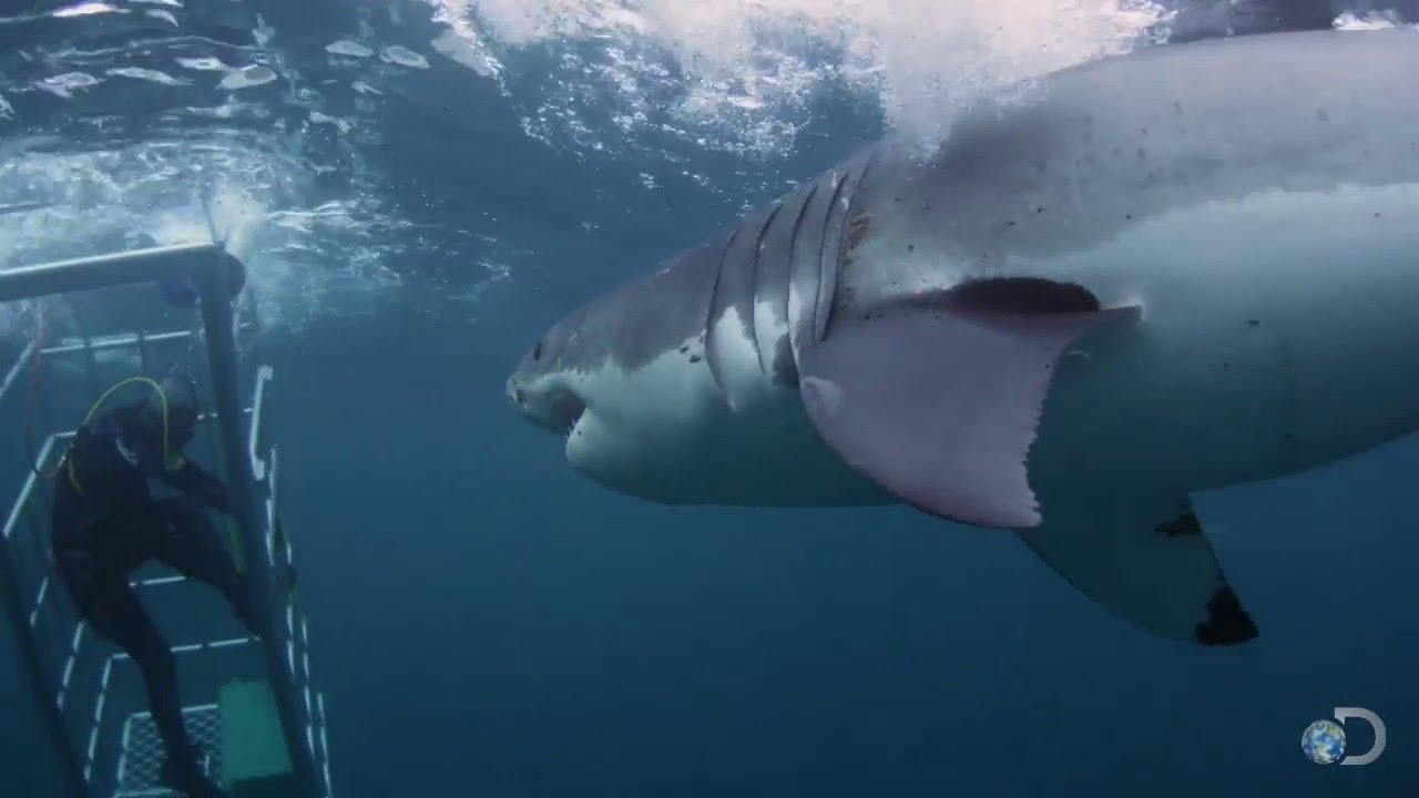 Great White Sharks Break into Cage Man Can't close the door of cage