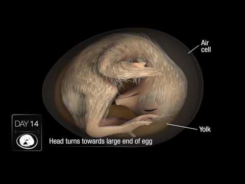 Video Sự phát triển của phôi gà - youtube
