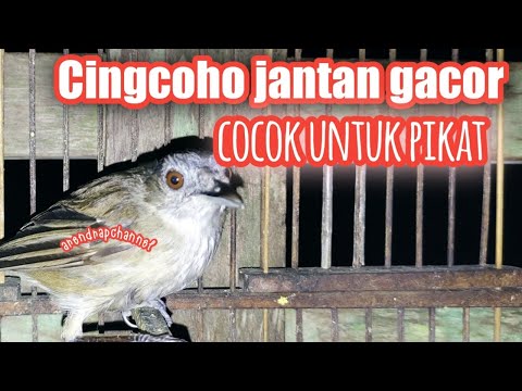 Burung peladuk semak jantan cingcoho gacor