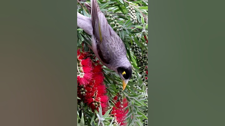 Look at this absolutely beautiful bird | #shorts |