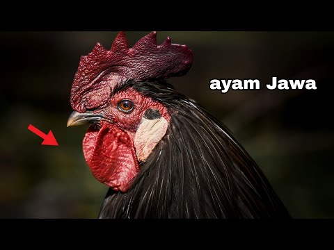 DENOK, EGO WONG TUO - AJENG FEBRIA MAHESA MUSIC - DANGDUT KOPLO VIRAL TERBARU 2026 MAHESA