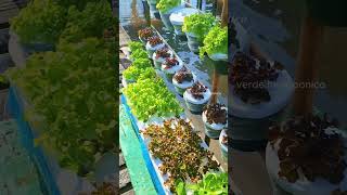 Aprende a cultivar tus alimentos 🍅🥬 en tu huerta hidropónica en casa #hidroponia #hidroponía