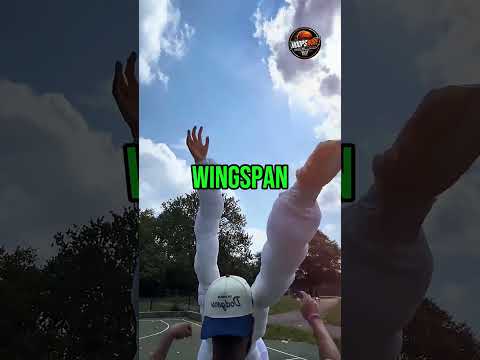 Hoe begin je met wedden op basketbal bij SpinKong?