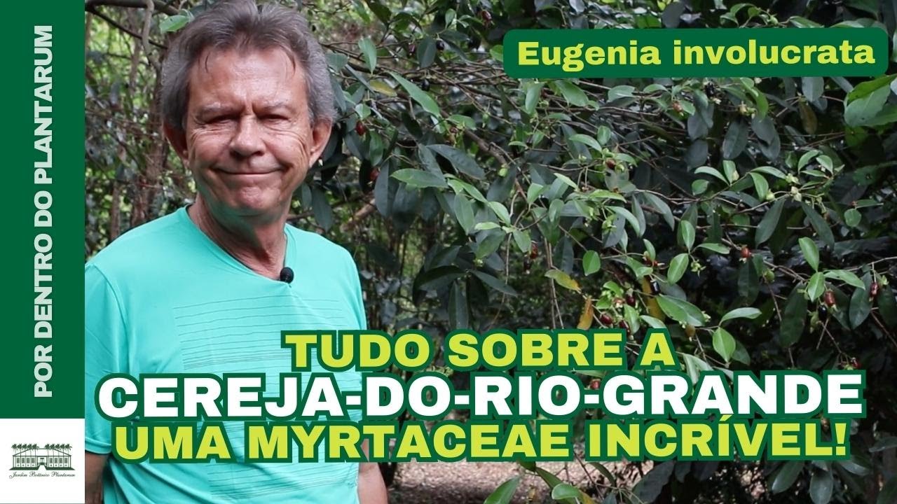 Cereja-do-rio-grande (Eugenia involucrata) Por Harri Lorenzi | Jardim Botânico Plantarum