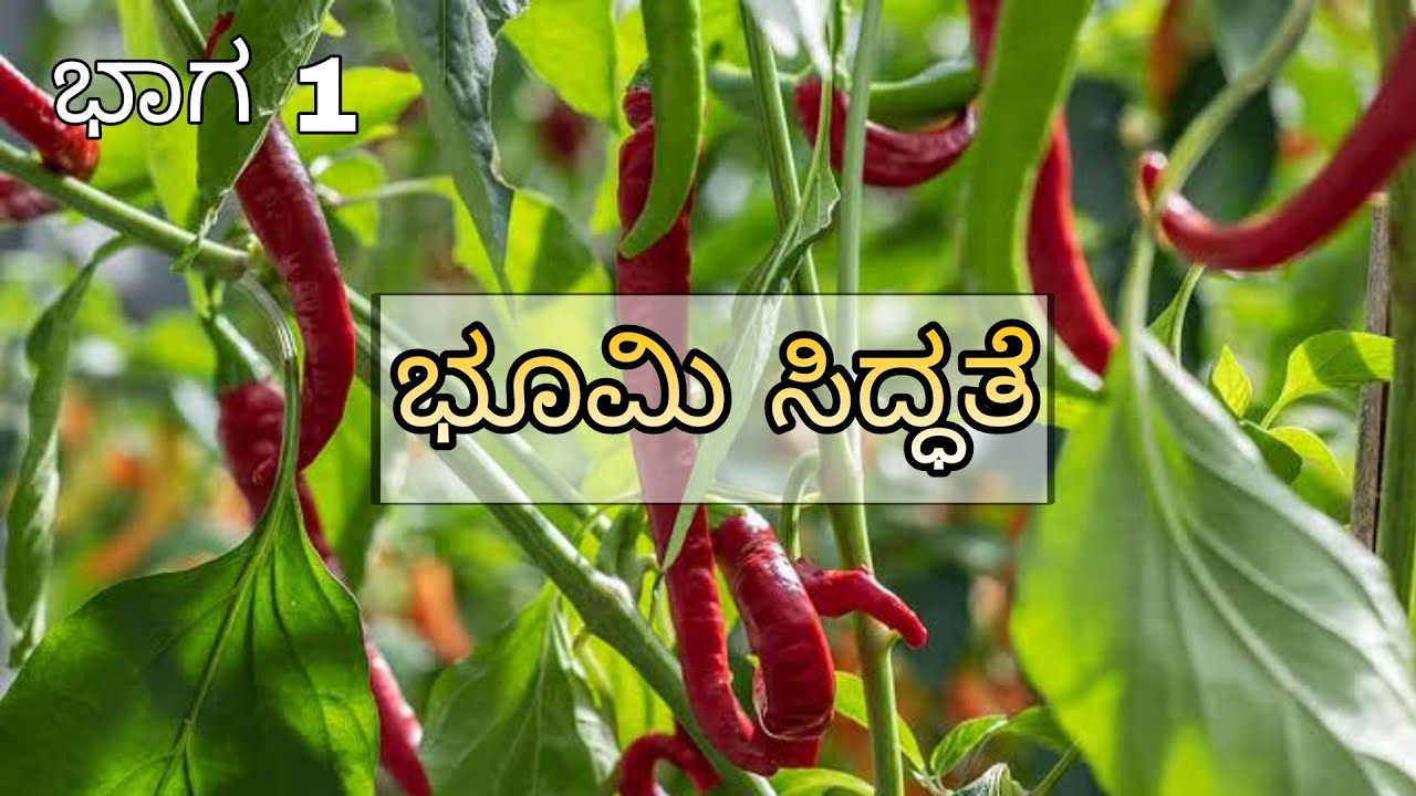 Chilli cultivation guide |Land preparation| ಮೆಣಸಿನಕಾಯಿ ಬೇಸಾಯ | ಭೂಮಿ ಸಿದ್ಧತೆ | Dr A Venugopal