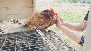 BUTCHERING OLD HENS on our homestead