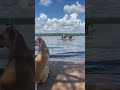 Купание со спасателем