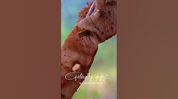 ba chỉ nướng mắc khén hạt dỗi #shorts